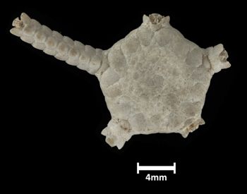 Media type: image;   Invertebrate Zoology OPH-674 Description: Top down view of single ophiuroid specimen with a scale bar.;  Aspect: dorsal